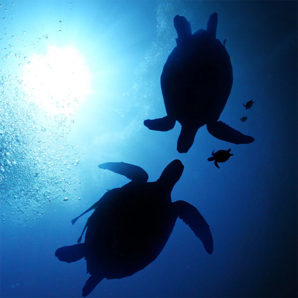 Honu PonoPono Turtle - Image 7